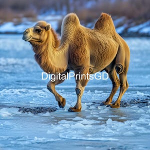 Bactrian Camel Photography Print: Desert Snowy Landscape Wall Art