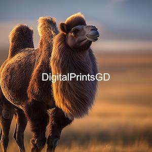 Bactrian Camel Art Print: Exotic Desert Wildlife Photography