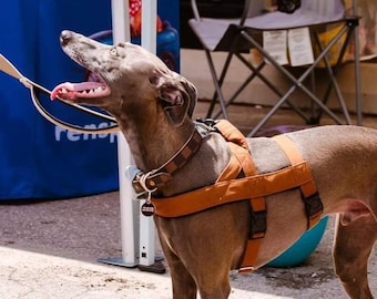 Brown solid norway dog anti escape harness, triple harness, safe harness, dog harness, greyhound harness, caramel harness, whippet harness