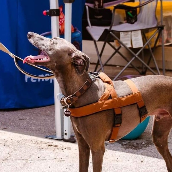 Brown solid norway dog anti escape harness, triple harness, safe harness, dog harness, greyhound harness, caramel harness, whippet harness