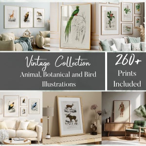 Vintage Natur-Skizzensammlung - Botanisches und Tier-Druck-Bundle, Blumenkunst-Drucke, Natur-Illustrations-Set, moderne Wandkunst-Drucke