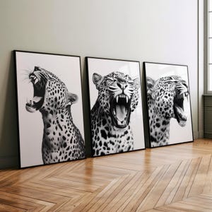 Könnte beinhalten: Drei Schwarzweiß-Bilderrahmen mit einem brüllenden Leoparden, der den Mund weit geöffnet hat. Der Leopard ist in einer Nahaufnahme und der Hintergrund ist weiß.