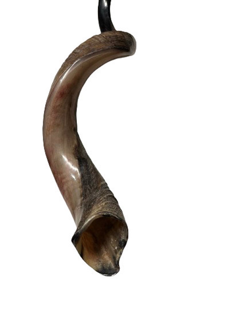 Yemenite Shofar Kudu Horn XL 3237 & 3141 New KOSHER Made Optimal Sound Free Shipping image 3