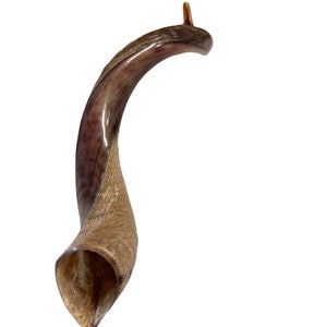 Shofar Yemenite Kudu Horn XL 31''- 41''/ 31”-37” New KOSHER Made Highest Quality Holy Land *Free Shipping*