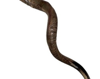 Yemenite Kudu Horn Shofar XXL 44"-46" Nuevo KOSHER hecho sonido óptimo de alta calidad *Envío gratis*