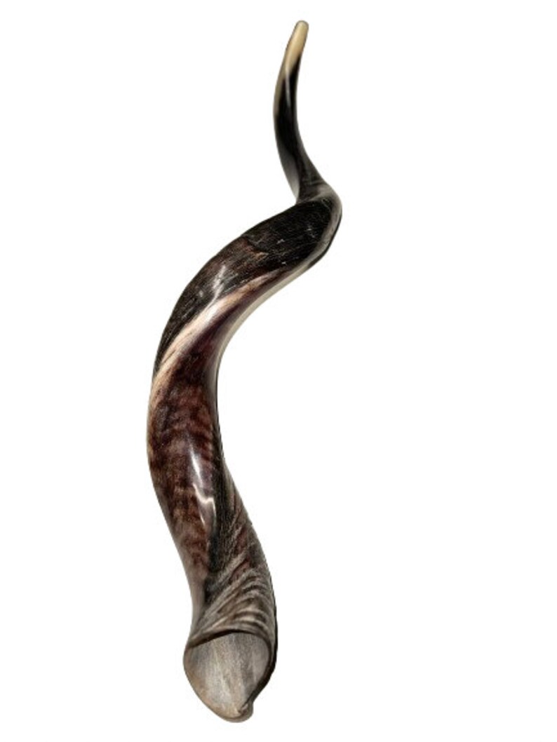 Yemenite Shofar Kudu Horn XL 3237 & 3141 New KOSHER Made Optimal Sound Free Shipping image 5