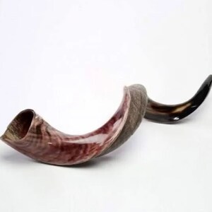 Yemenite Shofar Kudu Horn XL 3237 & 3141 New KOSHER Made Optimal Sound Free Shipping image 1