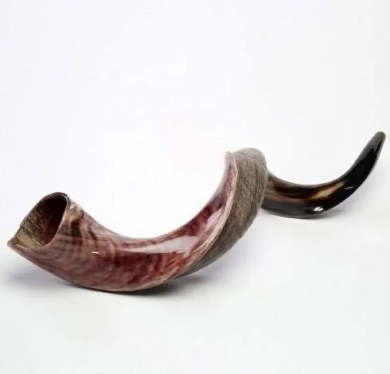 Yemenite Shofar Kudu Horn XL 3237 & 3141 New KOSHER Made Optimal Sound Free Shipping image 1