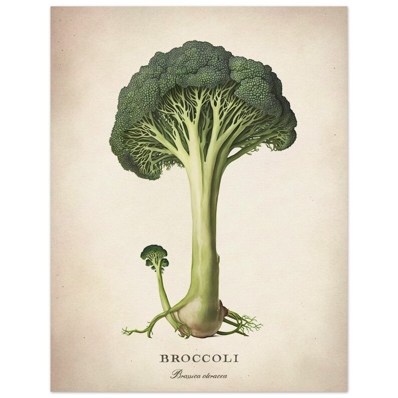 Vegetable Wall Art, Broccoli Fine Art, Kitchen Home Decor, Premium Matte Paper Poster 27x35 cm / 11x14″