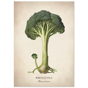 Vegetable Wall Art, Broccoli Fine Art, Kitchen Home Decor, Premium Matte Paper Poster A3 (29.7 x 42  cm)