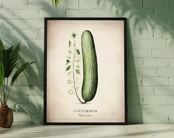 Könnte beinhalten: Eine Vintage-botanische Illustration einer Gurke mit einer weißen Blüte und grünen Blättern auf cremefarbenem Hintergrund. Der Text "CUCUMBER Cucumis sativus" ist unter dem Bild gedruckt.