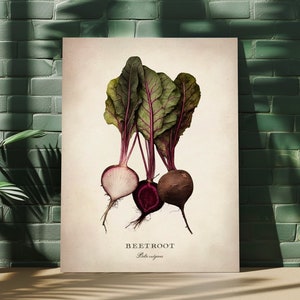 Pode incluir: Ilustração botânica vintage de três beterrabas com folhas verdes. A ilustração está sobre um fundo creme com o texto "BEETROOT Beta vulgaris" na parte inferior.