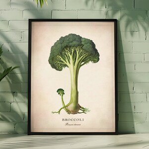 Könnte beinhalten: Eine Vintage-botanische Illustration von Brokkoli, mit dem wissenschaftlichen Namen "Brassica oleracea" unter dem Bild. Der Brokkoli ist in einem realistischen Stil dargestellt, mit einem grünen Kopf und einem dicken Stiel.