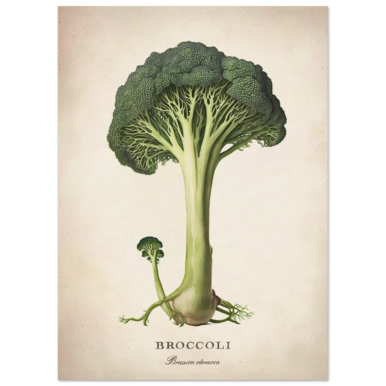 Vegetable Wall Art, Broccoli Fine Art, Kitchen Home Decor, Premium Matte Paper Poster 13x18 cm / 5x7″