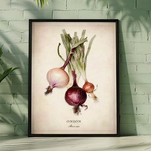Pode incluir: Uma ilustração botânica vintage de três cebolas com caules e folhas verdes. As cebolas são rosa claro, roxo escuro e marrom claro. O texto "ONION Allium cepa" está impresso abaixo das cebolas.
