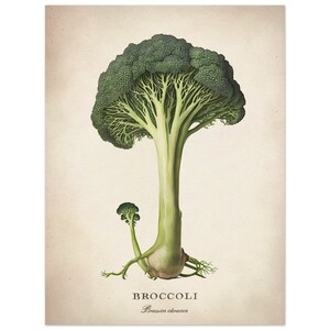 Vegetable Wall Art, Broccoli Fine Art, Kitchen Home Decor, Premium Matte Paper Poster 15x20 cm / 6x8″