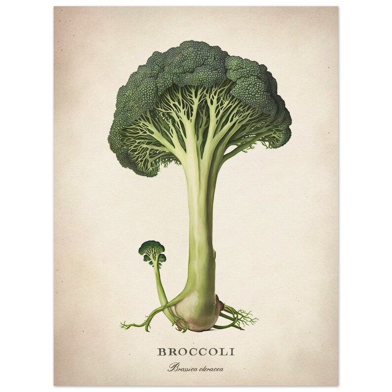 Vegetable Wall Art, Broccoli Fine Art, Kitchen Home Decor, Premium Matte Paper Poster 15x20 cm / 6x8″