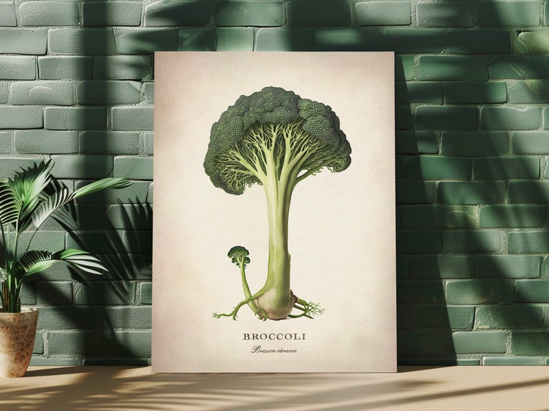 May include: A vintage botanical illustration of a green broccoli plant with the text "BROCCOLI Brassica oleracea" printed below.
