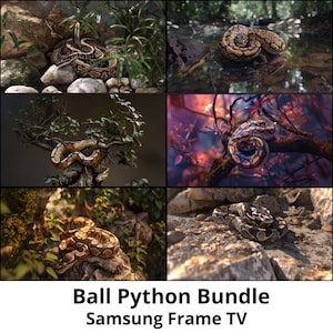 Może przedstawiać: Kolaż pięciu zdjęć przedstawiających węża boa dusiciela w różnych pozach i ustawieniach. Wąż jest zwinięty wokół gałęzi, skał, a nawet w strumieniu wody. Zdjęcia są wysokiej jakości i prezentują piękno tego popularnego węża domowego.