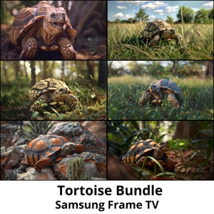 Op de afbeelding: Een collage van zes afbeeldingen met schildpadden in verschillende natuurlijke omgevingen. De schildpadden zijn bruin, zwart en oranje met ingewikkelde schildpatronen. De afbeeldingen tonen de schildpadden in weelderig groen gras, rotsachtig terrein en dichte begroeiing.