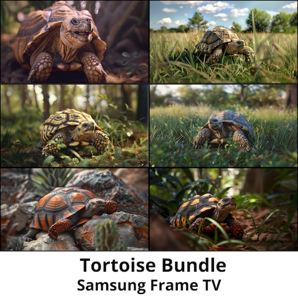 Samsung Frame TV | Tortoise 6 PNG's Bundle | Digital Download | Russian Sulcata Red-Footed Tortoise | Shell Reptile Pet Owner Garden Land