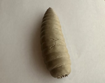 Terceiro Doutor 1/6 larva