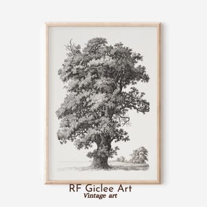 Black and white tree illustration – Vintage botanical wall art, Nature sketch, Rustic Forest Decor, Unframed monochrome print