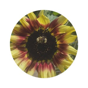 Bumblebee Sunflower Round Rug: Floral Nature Home Decor (60&quot;x60&quot;)