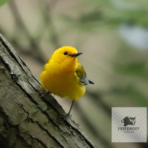 Könnte beinhalten: Ein kleiner, leuchtend gelber Vogel mit schwarzem Schnabel und dunklen Augen sitzt auf einem Ast. Das Gefieder des Vogels ist einfarbig gelb, mit etwas Grün auf den Flügeln. Der Hintergrund ist verschwommen, was auf eine natürliche Umgebung hindeutet.