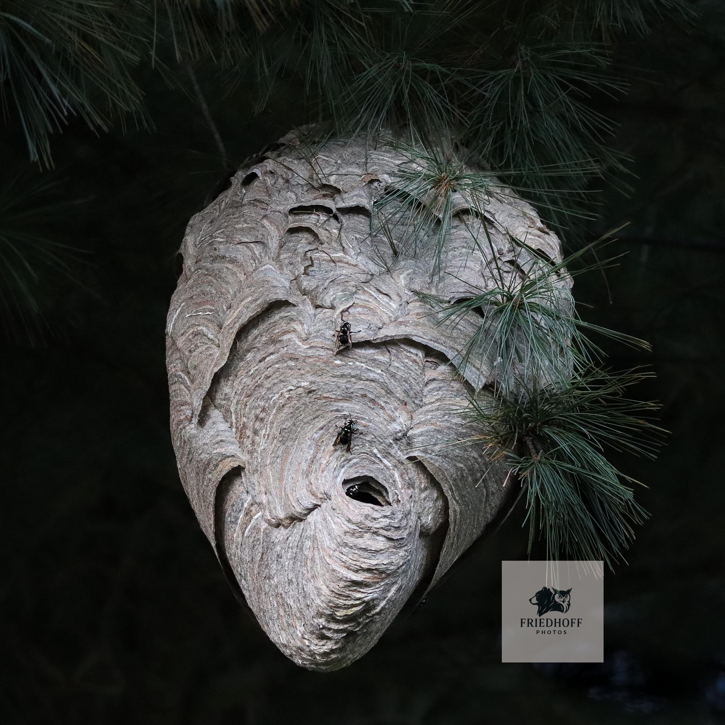 Paper wasp nest - Etsy 日本
