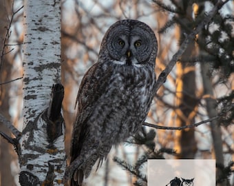 May include: A Great Grey Owl, with grey and white plumage, sits on a branch against a blurred winter backdrop. The owl's yellow eyes are visible. The image includes the Friedhoff Photos logo.