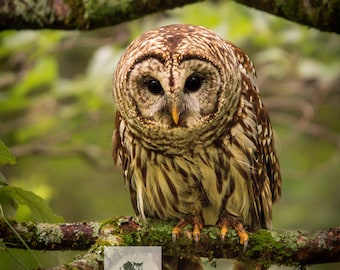 May include: A Barred Owl perched on a moss-covered branch, its brown and white feathers blending with the forest background. The owl's large, dark eyes and yellow beak are visible. The image is a nature photograph.