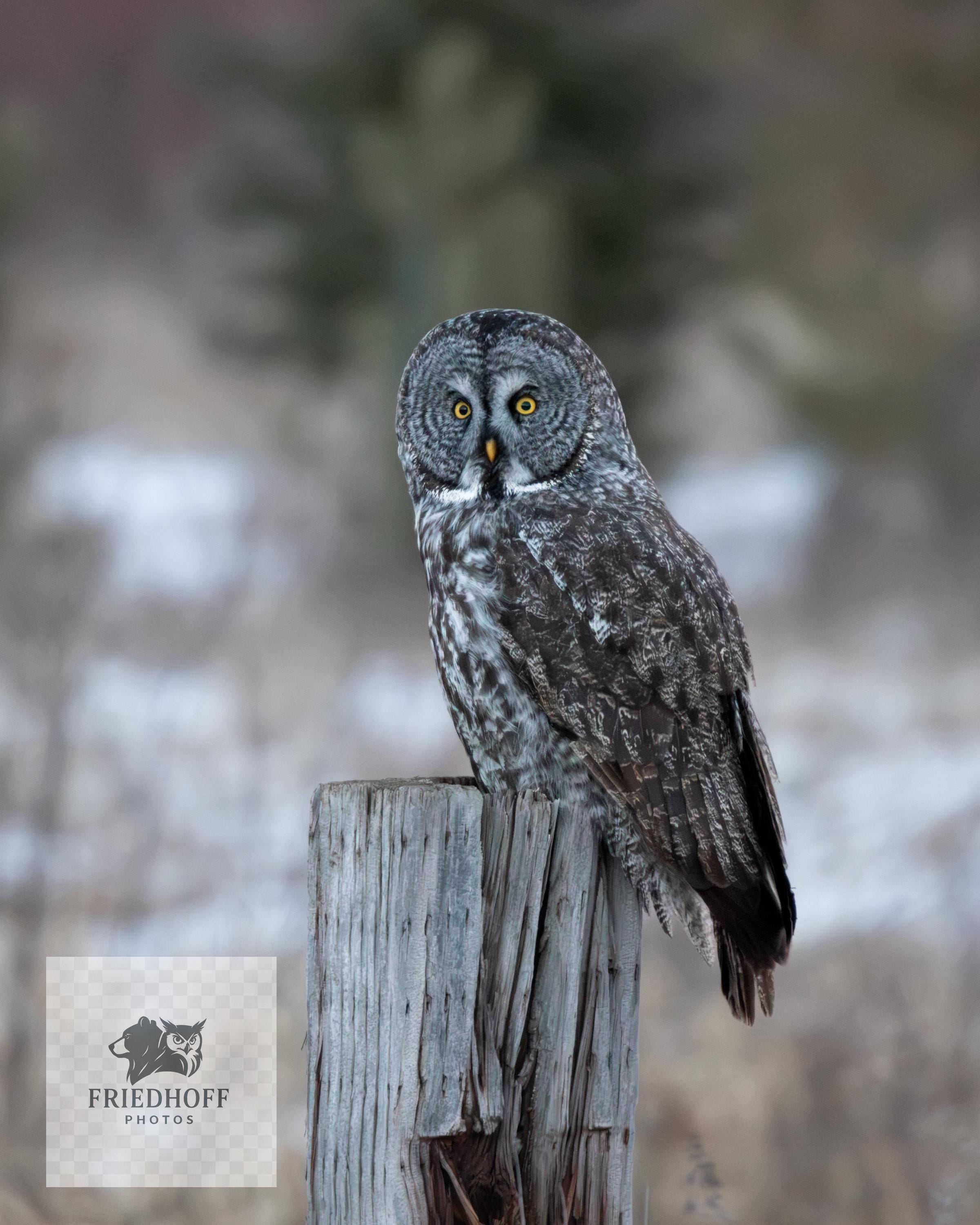 Great Gray Owl Photograph &ndash; Winter Wildlife Wall Art, Majestic Owl Fine Art Print, Nature Phot