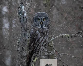 Impresión de búho gris: fotografía de vida silvestre en un bosque invernal melancólico