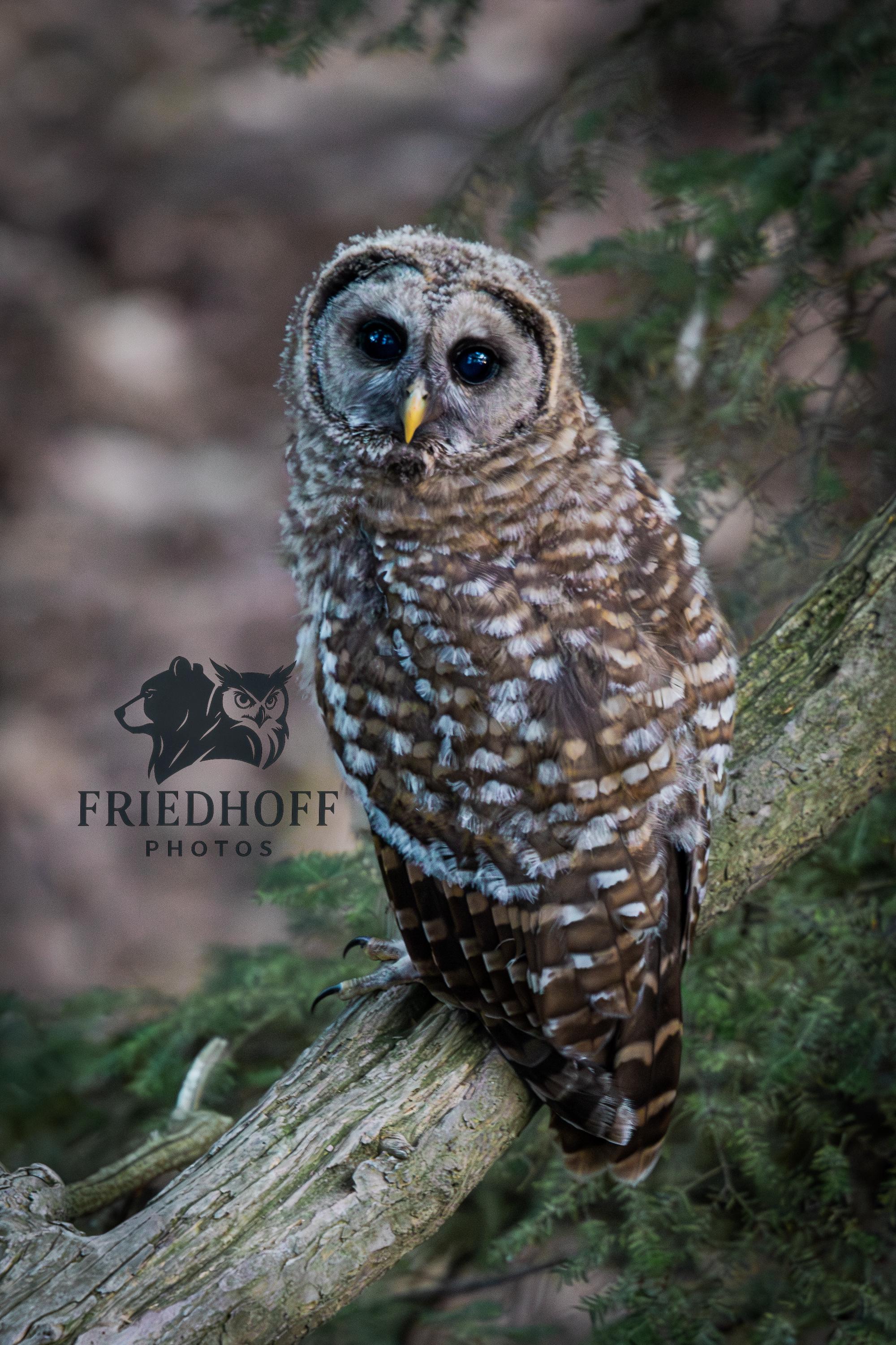 Woodland Barred Owl  – Rustic Nature Wall Art