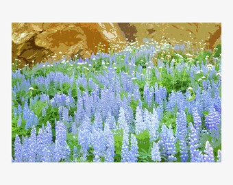 Wildflower Meadow Wall Art Floral Scenery Landscape PNW Home Decor Flowers Lupine Washington Northwest Poster Print Card Mother's Day Gift