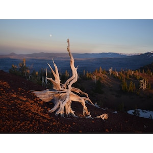 Squiggly Stump at Sunset Oregon Landscape Photography Pacific Northwest High Desert Home Decor Wall Art Western Digital Print Nature zdjęcie 1