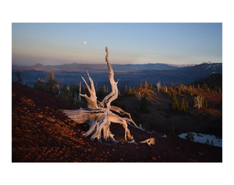 Squiggly Stump at Sunset Oregon Landscape Photography Pacific Northwest High Desert Home Decor Wall Art Western Digital Print Nature