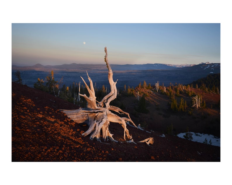 Squiggly Stump at Sunset Oregon Landscape Photography Pacific Northwest High Desert Home Decor Wall Art Western Digital Print Nature zdjęcie 1