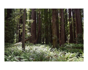 Redwoods Forest