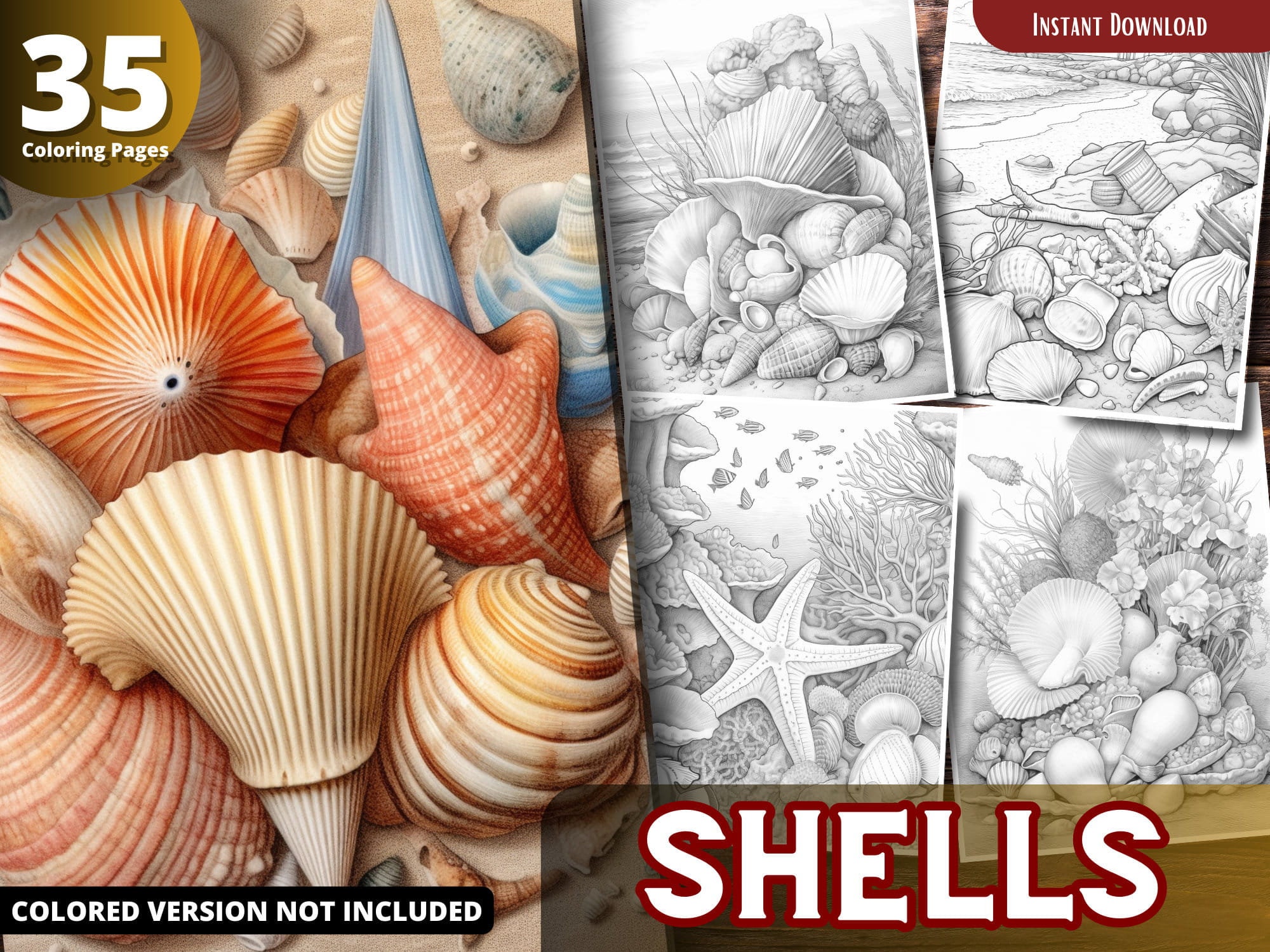 Shell Color Sheet Ideas Shells Coloring Pages Pages for Adults and for Kids for Relax and ...