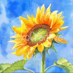 13 designs de girassóis de verão de alta qualidade em JPG, arte de parede em aquarela com flores em prado, criação de cartões, impressão digital, uso comercial, download instantâneo