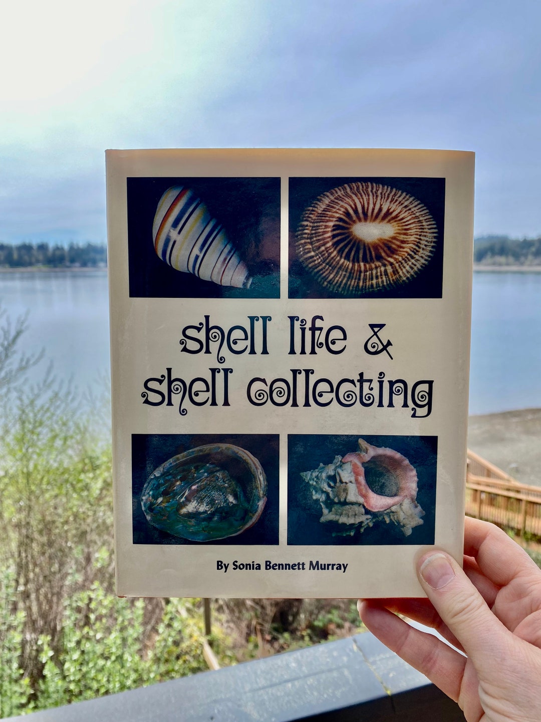 Shell Life and Shell Collecting by Sonia Bennett Murray 1969 Hardcover ...