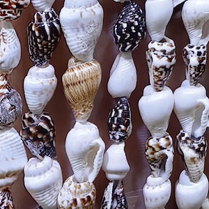 May include: Close-up of a strand of seashells, primarily white with brown and black markings. The shells are strung together, creating a beaded effect. Text in a blue circle reads "DIY Jewelry BEADS".