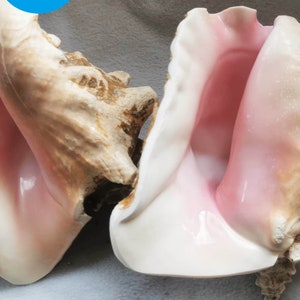 以下が含まれることがあります： 白い内側を持つ2つの大きなピンク色のホラガイ。貝殻が開いており、貝殻の内側が見えています。