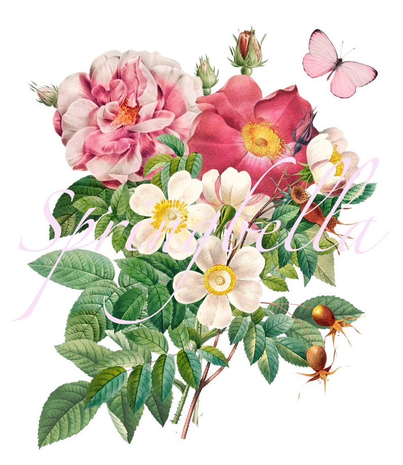 Redoute Flowers Bouquet Printable Roses Wall Decor Digital Download Clipart Transparent PNG File Card Making image 2