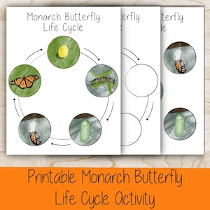 Printable Montessori Monarch Butterfly Life Cycle Activity - Hand Illustrated - Science Manipulative