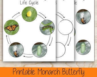 Printable Montessori Monarch Butterfly Life Cycle Activity - Hand Illustrated - Science Manipulative