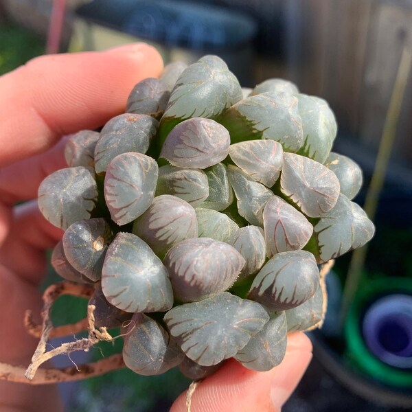 Haworthia obtusa - Crystal Blue