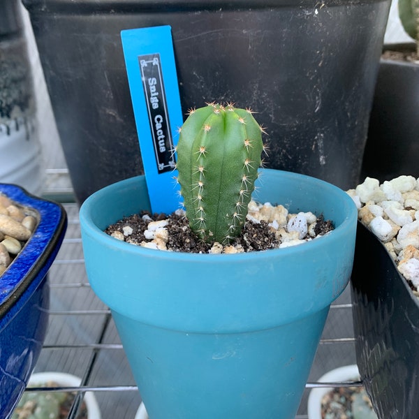 Rare - Snigs Cactus - LostLabel - SP - Trich - Cactus Seedling